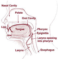 illustration of vocal apparatus